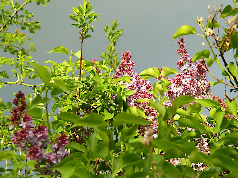 Bauhütte Klosterkirche Lippoldsberg - Flussgottesdienst und Saisonstart